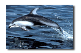 Pacific White Sided Dolphin in the Gulf Islands