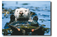 Sea Otter in the San Juan Islands