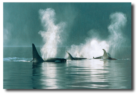 killer whales in British Columbia